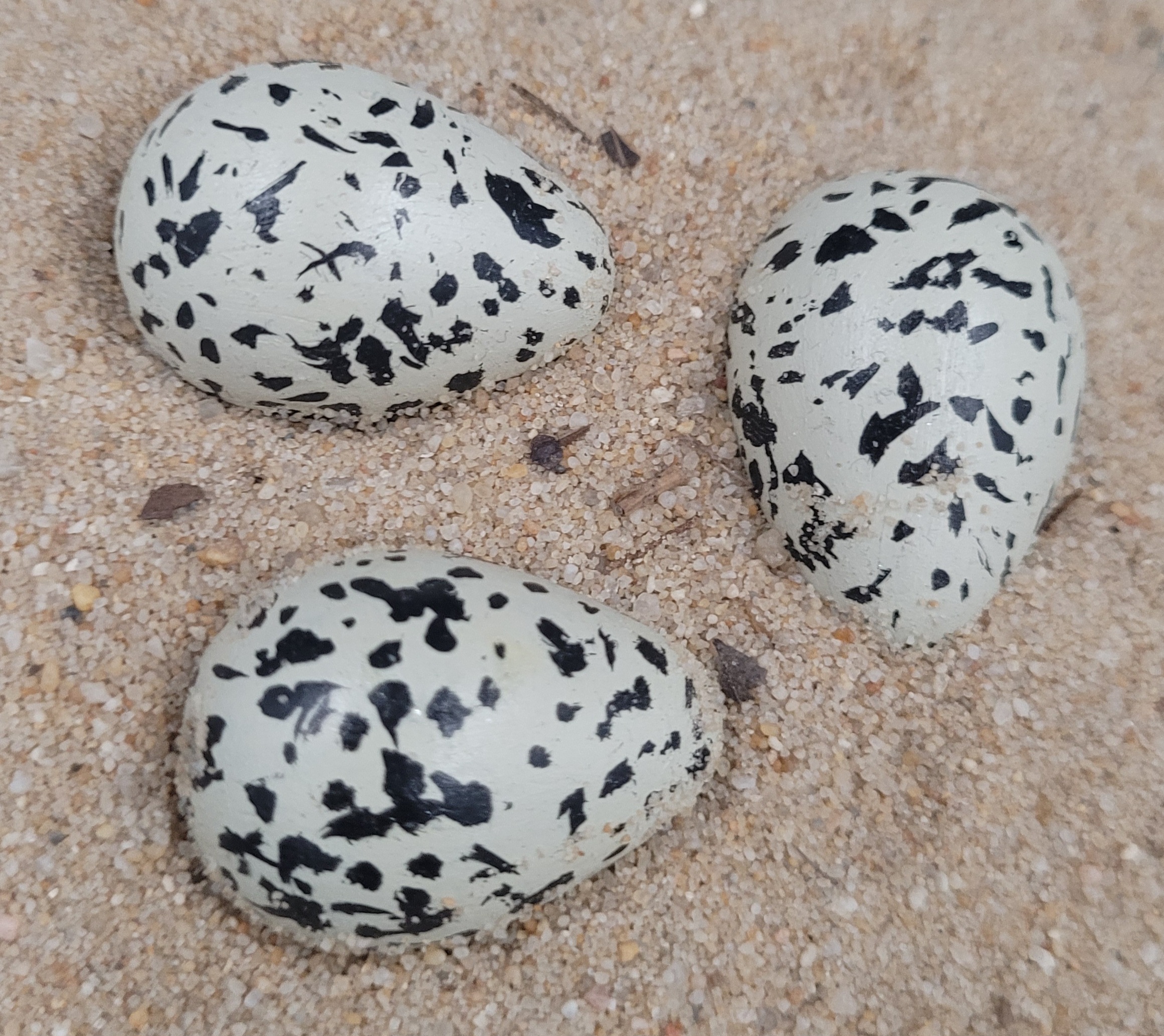 Œuf de gravelot à collier interrompu – Image 3