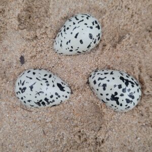 Œuf de gravelot à collier interrompu – Image 2