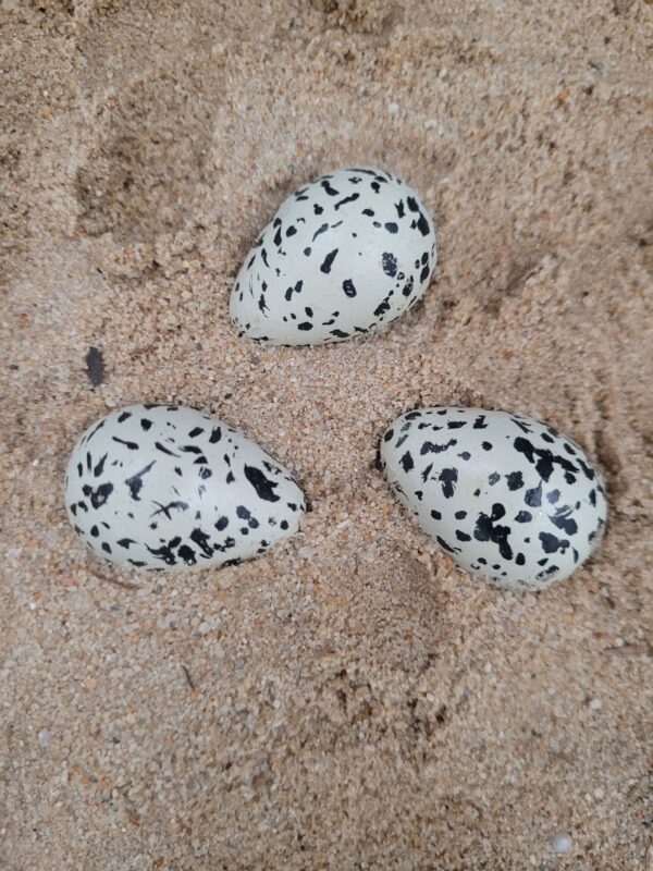 Œuf de gravelot à collier interrompu