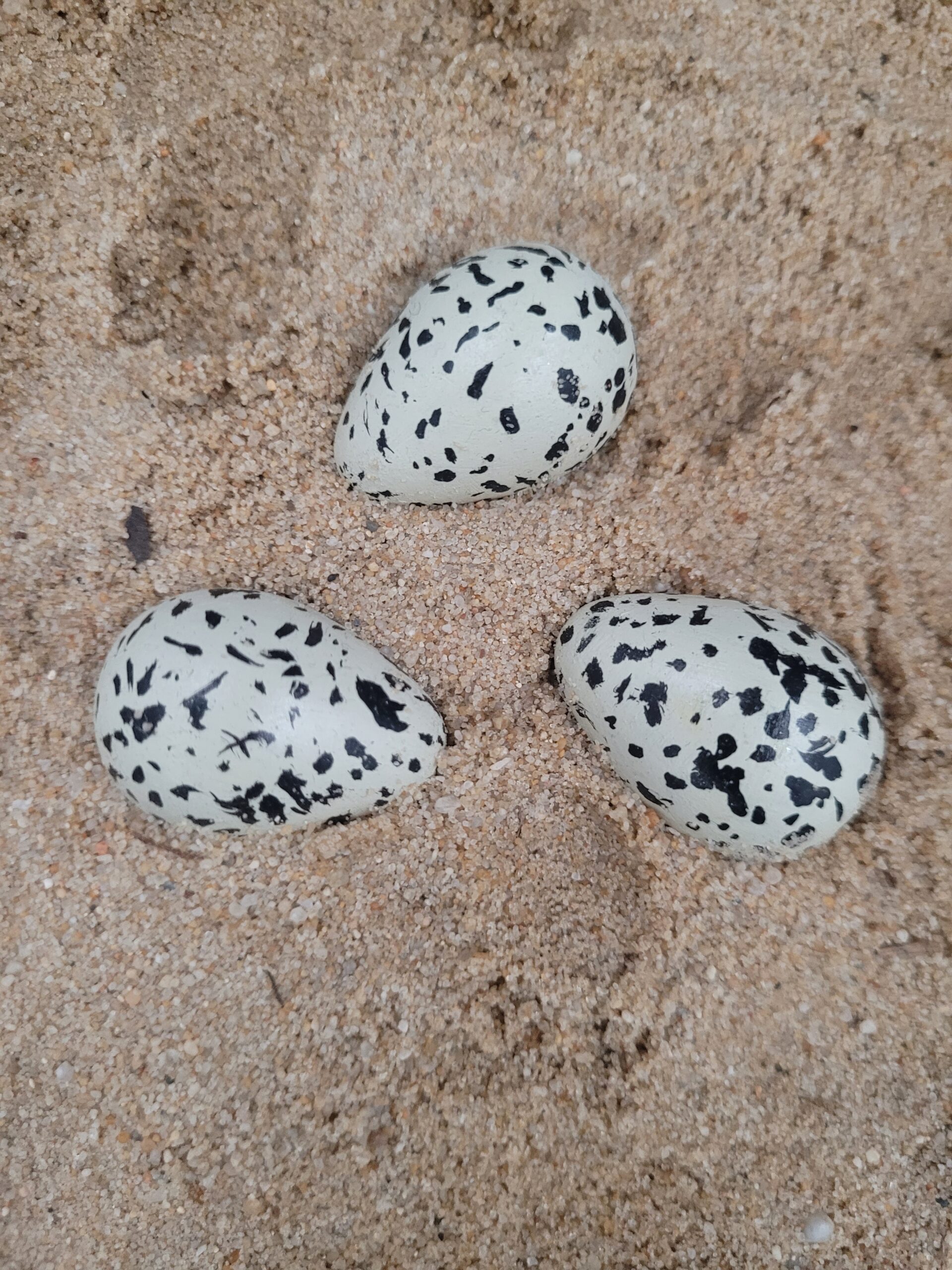 Œuf de gravelot à collier interrompu – Image 2