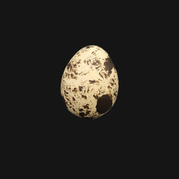 Œuf de caille