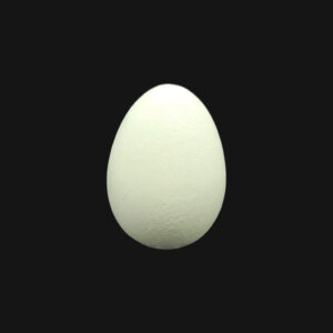 Œuf de canard colvert