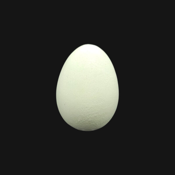 Œuf de canard colvert