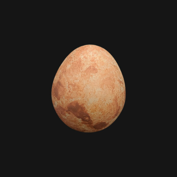 Œuf de faucon crécerelle