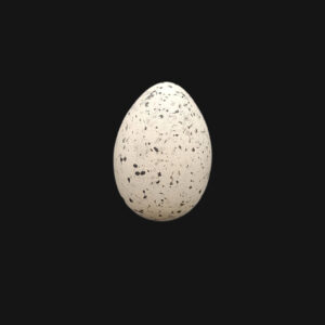 Œuf de foulque macroule