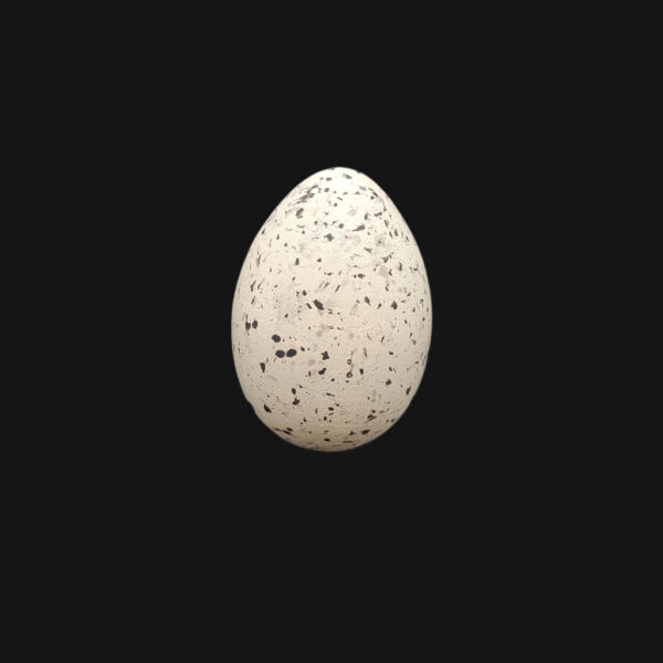 Œuf de foulque macroule