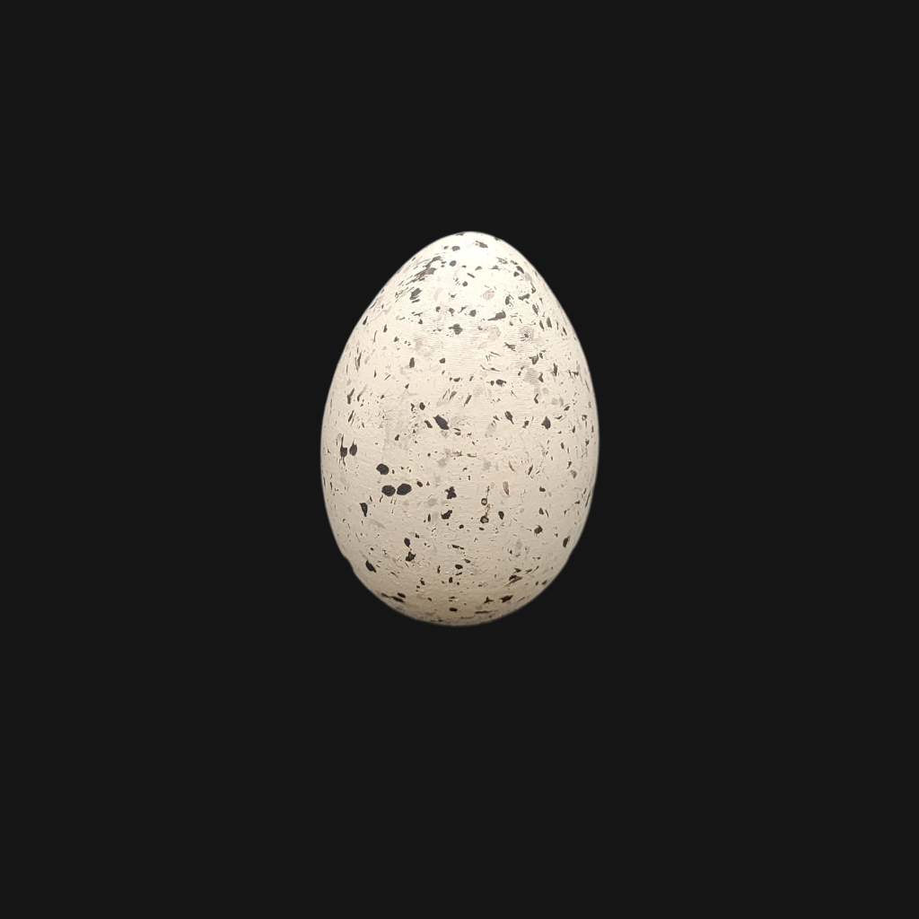 Œuf de foulque macroule – Image 1