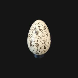 Œuf d'ibis rouge