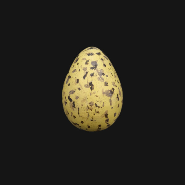Œuf de mouette rieuse