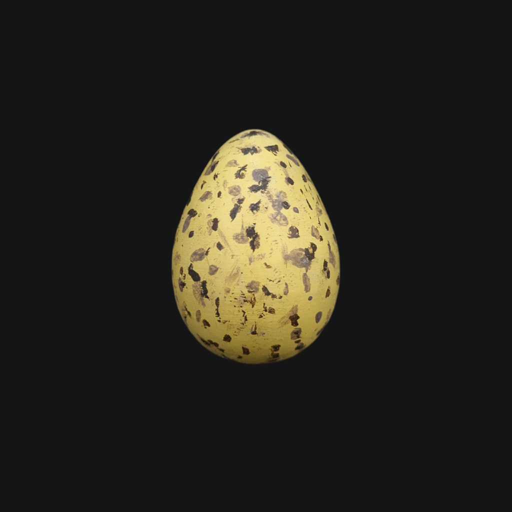 Œuf de mouette rieuse – Image 1