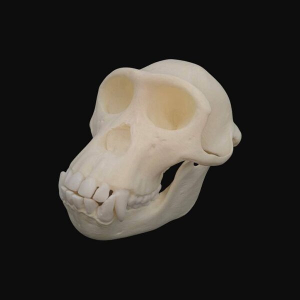 Crâne de jeune chimpanzé