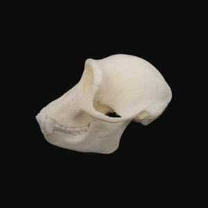 Crâne de jeune chimpanzé – Image 3