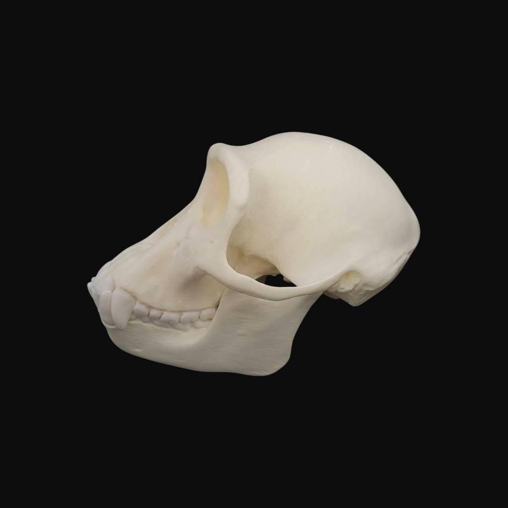 Crâne de jeune chimpanzé – Image 3
