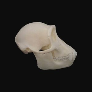 Crâne de jeune chimpanzé – Image 4