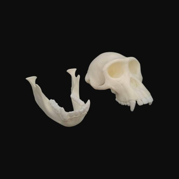 Crâne de jeune chimpanzé