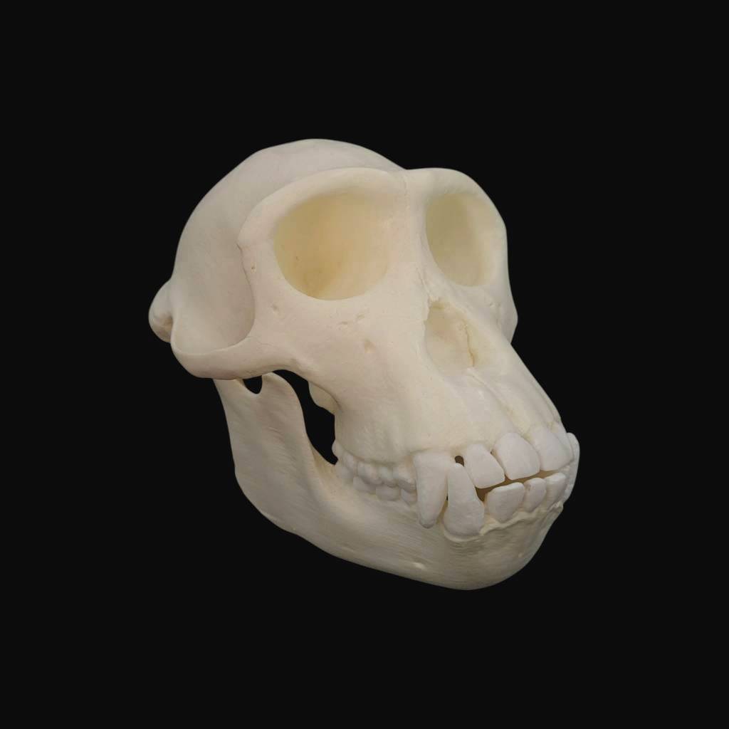 Crâne de jeune chimpanzé – Image 1