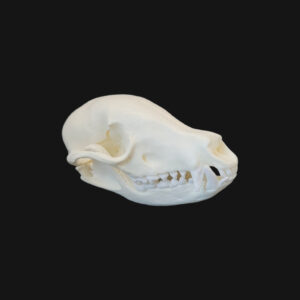 Crâne de coati – Image 1