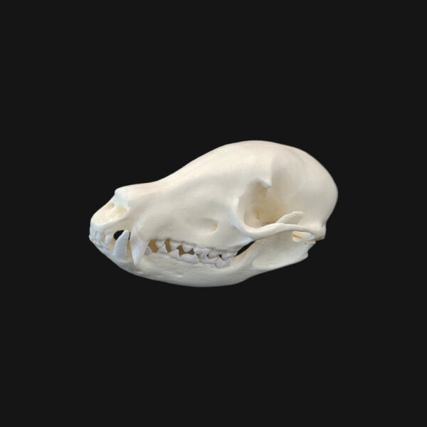 Crâne de coati