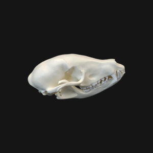 Crâne de coati – Image 4