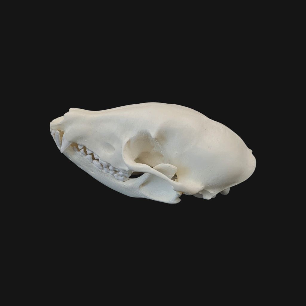 Crâne de coati – Image 5