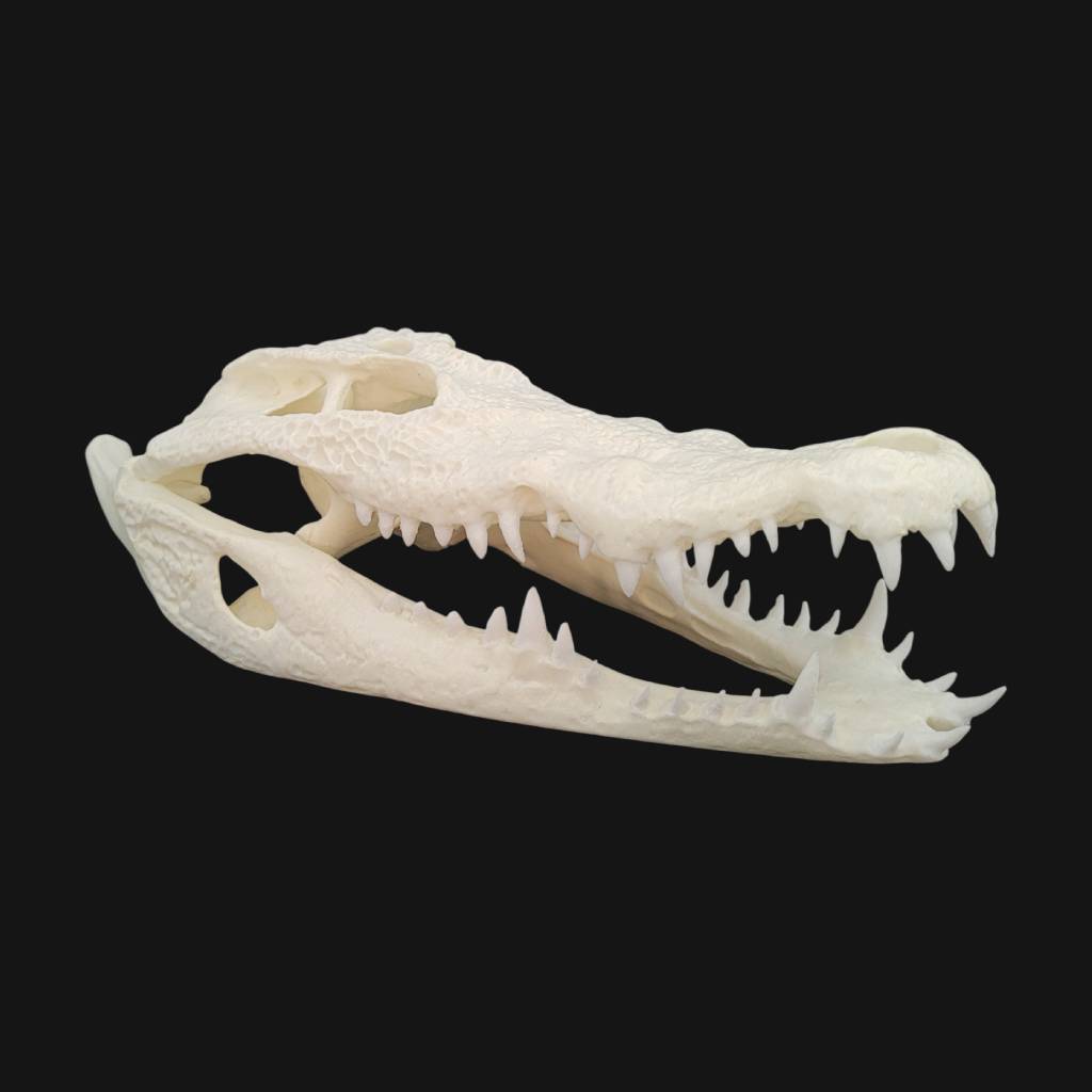 Crâne de crocodile du Nil – Image 1