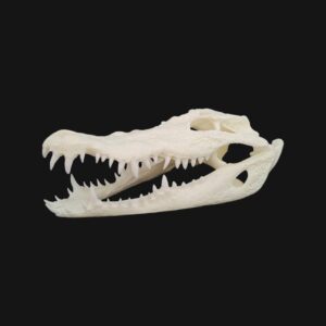 Crâne de crocodile du Nil – Image 2