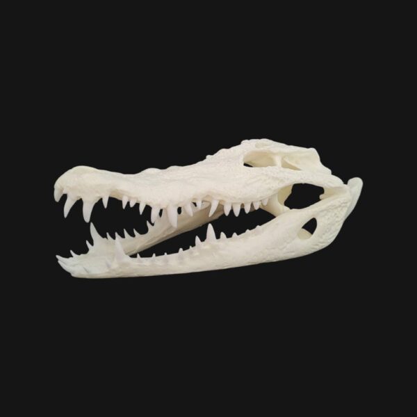 Crâne de crocodile du Nil