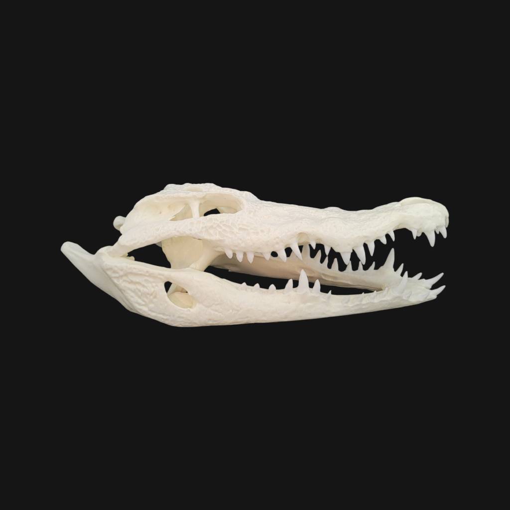 Crâne de crocodile du Nil – Image 4