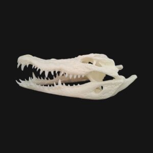 Crâne de crocodile du Nil – Image 3