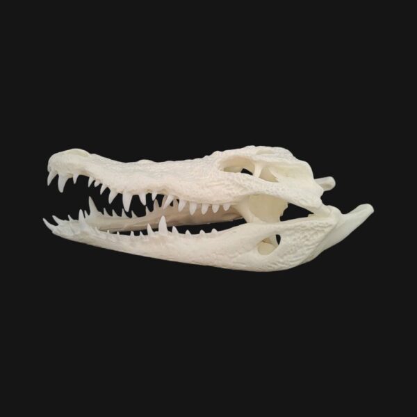 Crâne de crocodile du Nil