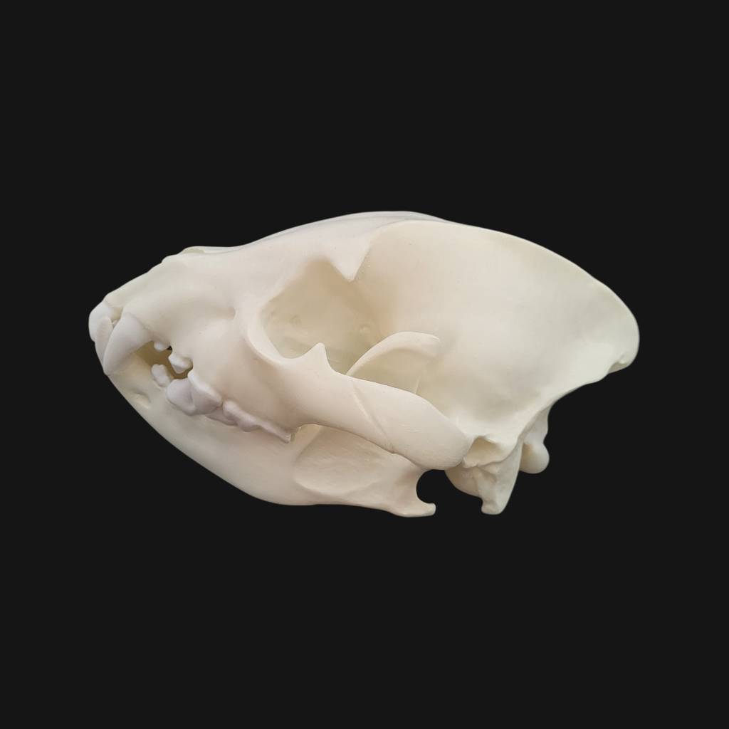 Crâne de hyène tachetée – Image 3