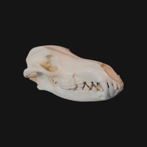 Crâne de loup à crinière – Image 1