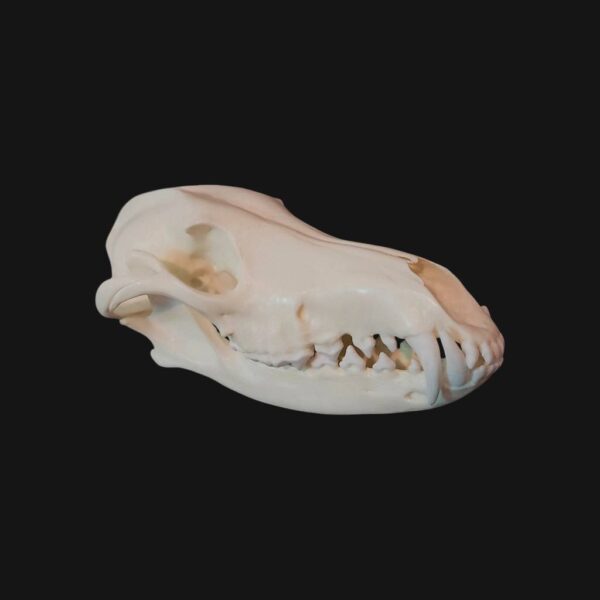 Crâne de loup à crinière