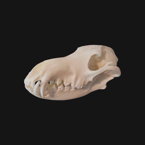 Crâne de loup à crinière