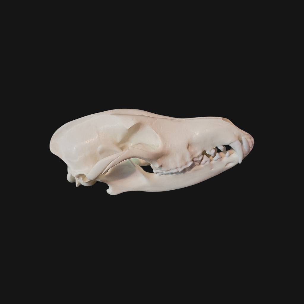 Crâne de loup à crinière – Image 4