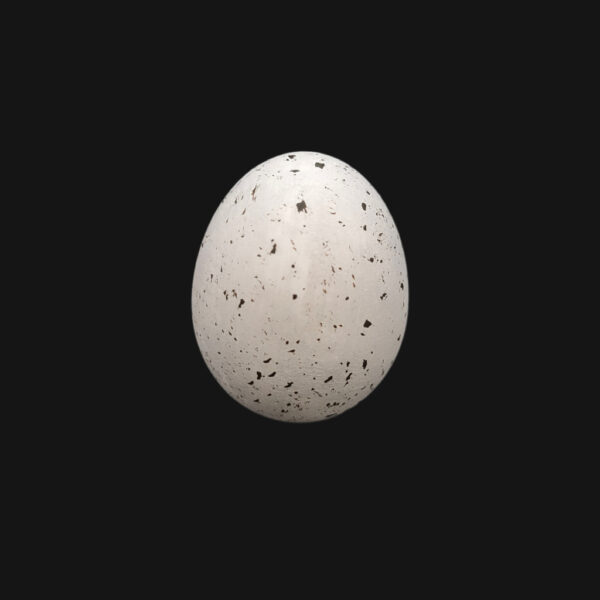 Œuf de buse de Harris