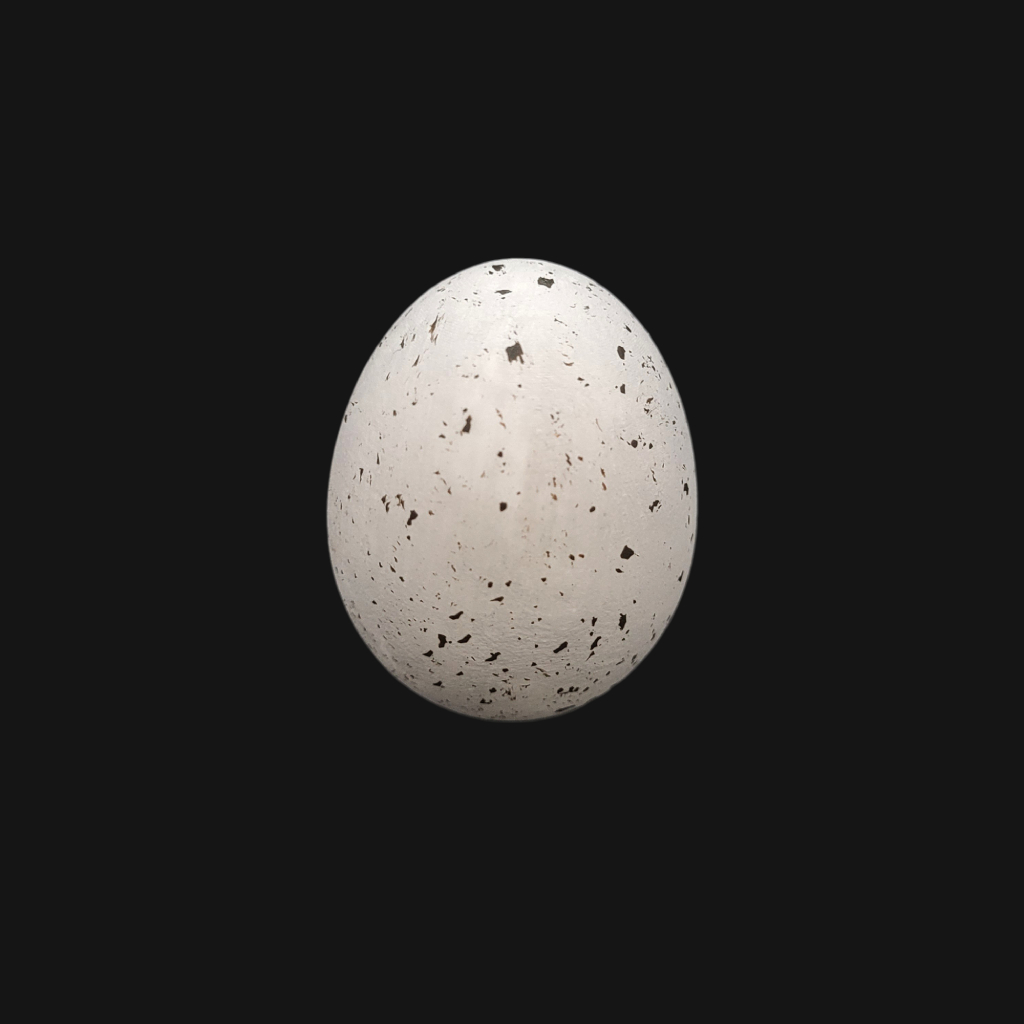 Œuf de buse de Harris – Image 1