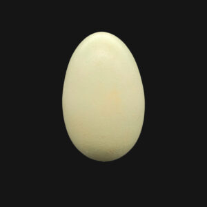 Œuf de cygne tuberculé
