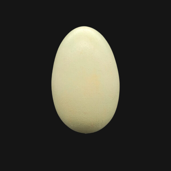 Œuf de cygne tuberculé