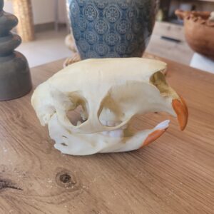 PROMO - Crâne de porc-épic indien – Image 1