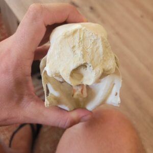 PROMO - Crâne de porc-épic indien – Image 4