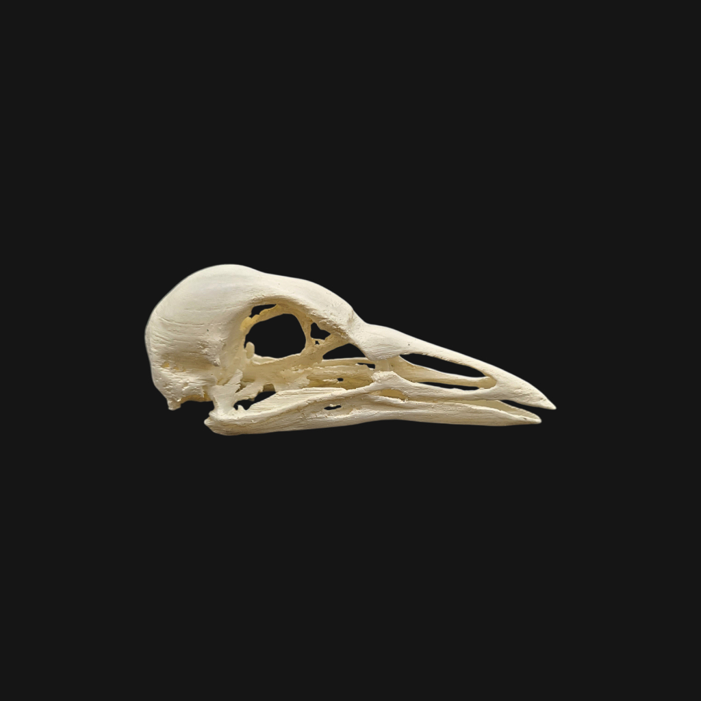 Pack "foulque macroule" – Image 4