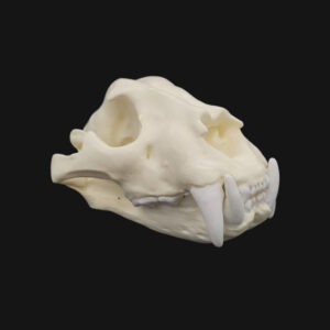 Crâne de jaguar – Image 1
