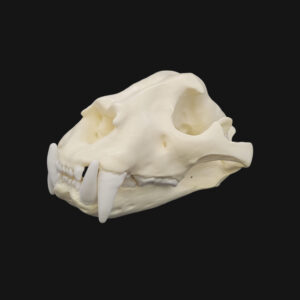 Crâne de jaguar – Image 2