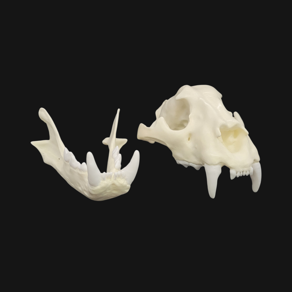 Crâne de jaguar – Image 3