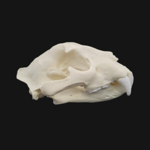 Crâne de jaguar – Image 4