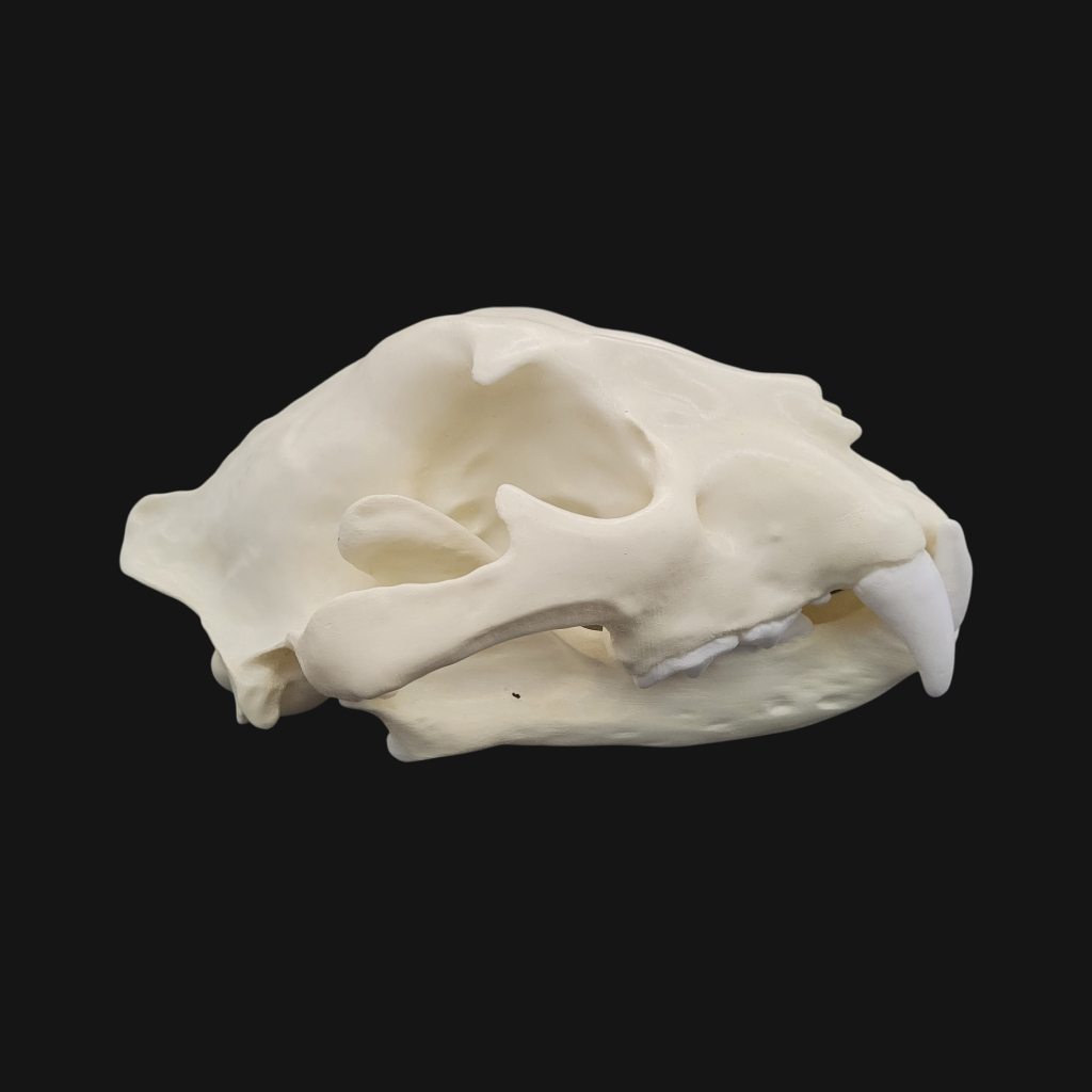 Crâne de jaguar – Image 4
