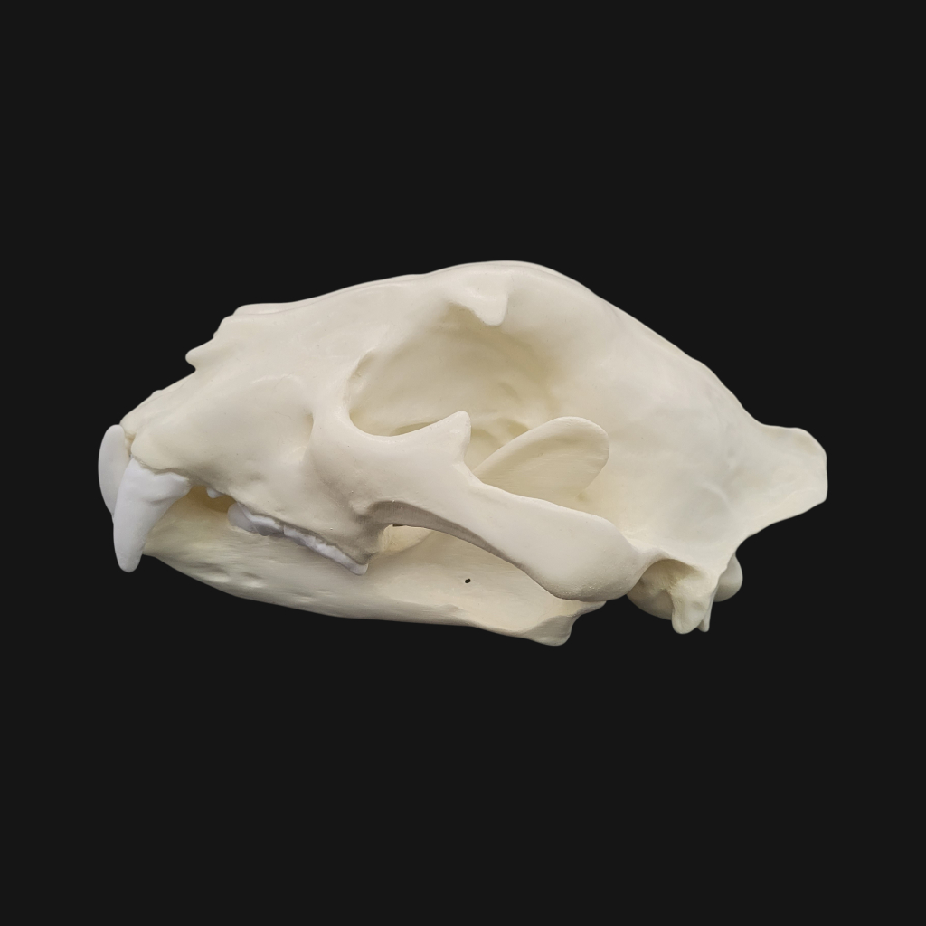 Crâne de jaguar – Image 5