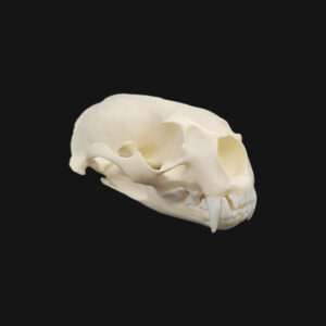 Pack "loutre géante" – Image 2