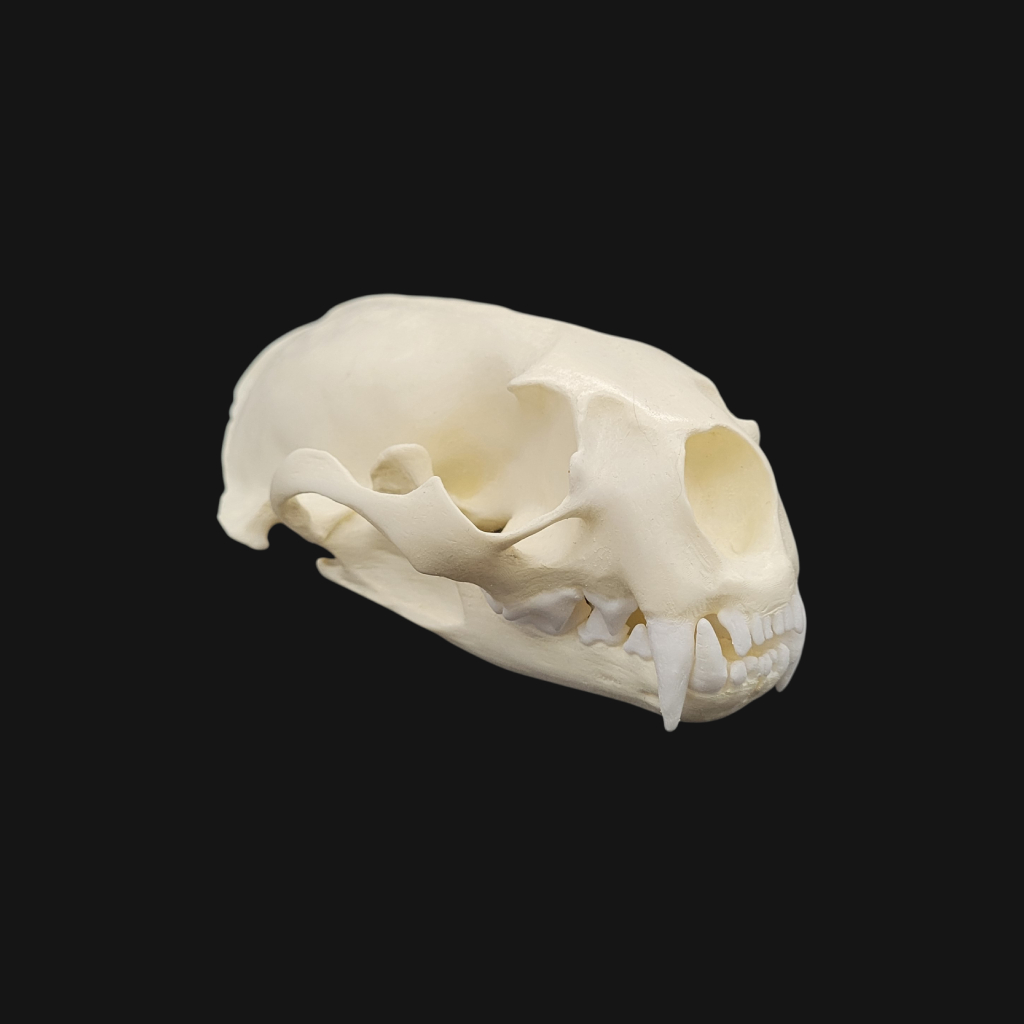 Pack "loutre géante" – Image 2